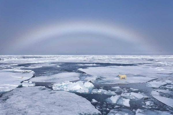 Norway, Svalbard Polar bear on broken sea ice